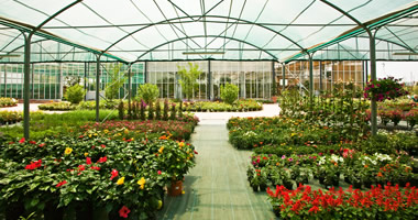 lb-plantselection